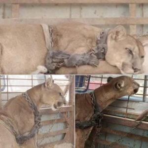 For 20 years, this mountain lion was chained up – now watch his reaction when gets rescued
